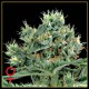 THE DOCTOR * GREEN HOUSE FEMINIZED 10 SEMI