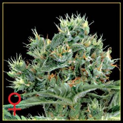 THE DOCTOR * GREEN HOUSE FEMINIZED 10 SEMI