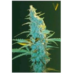 ULTRA POWER PLANT* VICTORY SEEDS 3 SEMI FEM