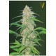 AK-77 V* VICTORY SEEDS 5 SEMI FEM