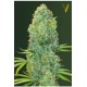 AMNESIA HAZE* VICTORY SEEDS 5 SEMI FEM