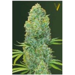 AMNESIA HAZE* VICTORY SEEDS 5 SEMI FEM