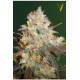 CHOCODOPE* VICTORY SEEDS 10 SEMI FEM