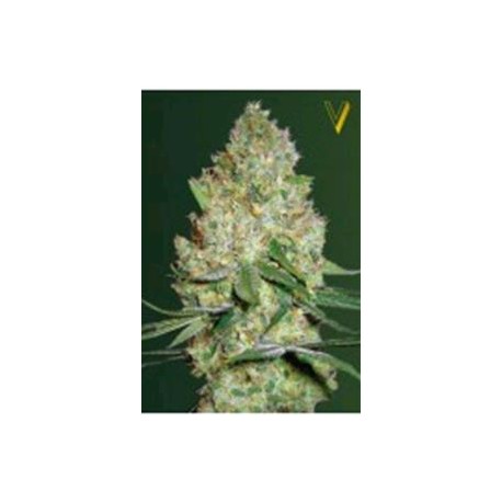 CHRONIC MONSTER XXL* VICTORY SEEDS 5 SEMI FEM