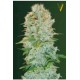 CRITICAL* VICTORY SEEDS 5 SEMI FEM