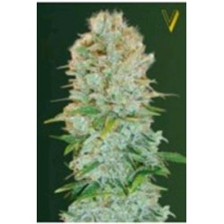 CRITICAL* VICTORY SEEDS 5 SEMI FEM