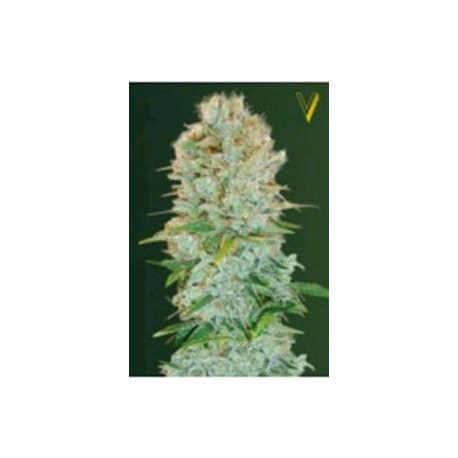 CRITICAL* VICTORY SEEDS 5 SEMI FEM