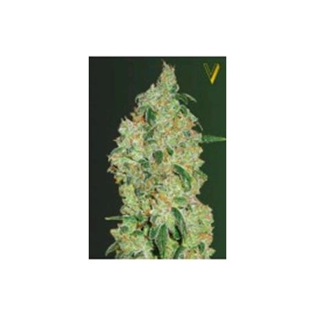 GREEN WILD SHARK* VICTORY SEEDS 5 SEMI FEM