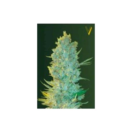 OG KUSH* VICTORY SEEDS 5 SEMI FEM