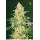 SUPER EXTRA SKUNK* VICTORY SEEDS 5 SEMI FEM