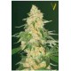 SUPER EXTRA SKUNK* VICTORY SEEDS 5 SEMI FEM