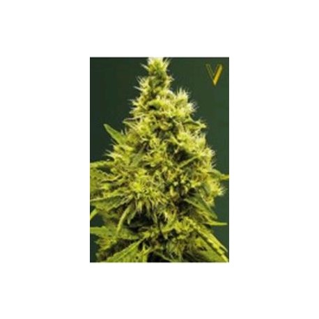 WHITE WIDOW* VICTORY SEEDS 5 SEMI FEM