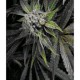 AUTO BLUE PYRAMID * PYRAMID SEEDS 3 SEMI FEM 