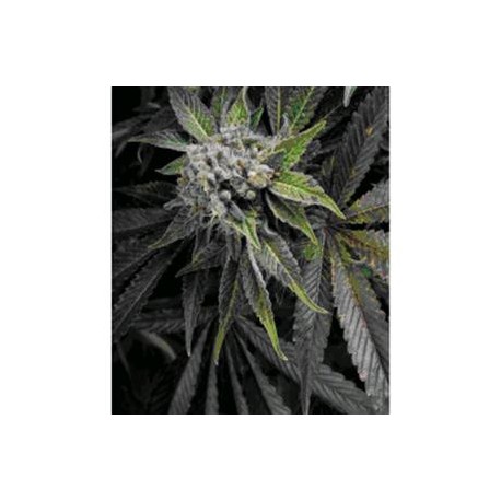 AUTO BLUE PYRAMID * PYRAMID SEEDS 3 SEMI FEM 