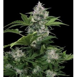 WHITE DWARF NON FEMMINIZZATO * BUDDHA SEEDS 10 SEMI REG