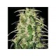 SKUNK HAZE * MR NICE LIMITED EDITION 15 SEMI REG 