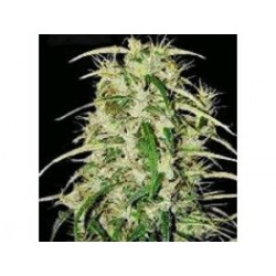 SKUNK HAZE * MR NICE LIMITED EDITION 15 SEMI REG 