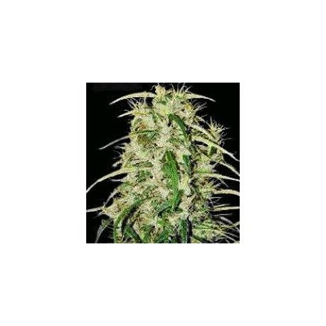 SKUNK HAZE * MR NICE LIMITED EDITION 15 SEMI REG 