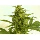 AUTO CRITICAL HOG * T.H.SEEDS 2 SEMI FEM