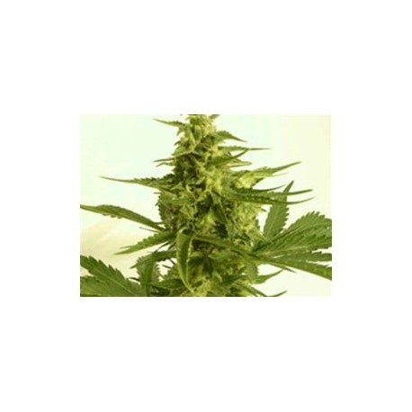 AUTO CRITICAL HOG * T.H.SEEDS 2 SEMI FEM