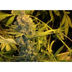 AUTO NORTHERN HOG * T.H.SEEDS 5 SEMI FEM