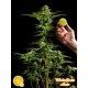 WHITE YODA AUTO*AUTO LINE PHILOSOPHER SEEDS 1 SEME FEM