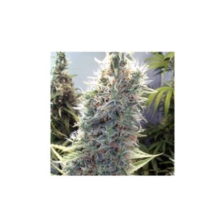 SEXBUD * FEMALE SEEDS 4 SEMI FEM 