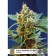 CREAM MANDARINE XL AUTO* SWEET SEEDS FEMINIZED 5 SEMI 