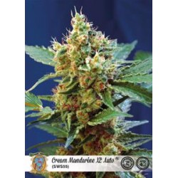 CREAM MANDARINE XL AUTO* SWEET SEEDS FEMINIZED 5 SEMI 