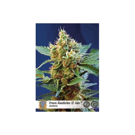 CREAM MANDARINE XL AUTO* SWEET SEEDS FEMINIZED 5 SEMI 