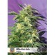 KILLER KUSH AUTO * SWEET SEEDS FEMINIZED 3 SEMI 