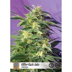 KILLER KUSH AUTO * SWEET SEEDS FEMINIZED 3 SEMI 