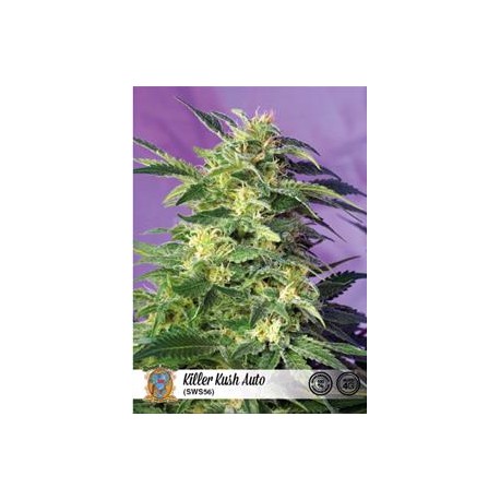 KILLER KUSH AUTO * SWEET SEEDS FEMINIZED 3 SEMI 