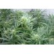 SUPER SILVER HAZE * MR NICE NATURAL 15 SEMI REG 