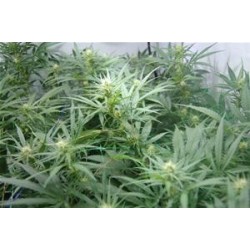 SUPER SILVER HAZE * MR NICE NATURAL 15 SEMI REG 