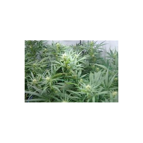 SUPER SILVER HAZE * MR NICE NATURAL 15 SEMI REG 