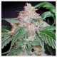 STARKUSH *HORTILAB SEEDS 5 SEMI REG