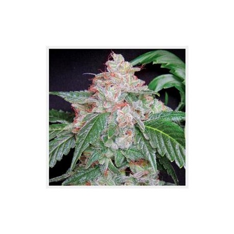 STARKUSH *HORTILAB SEEDS 5 SEMI REG