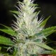 MALAKOFF * MEDICAL SEEDS FEM 3 SEMI 