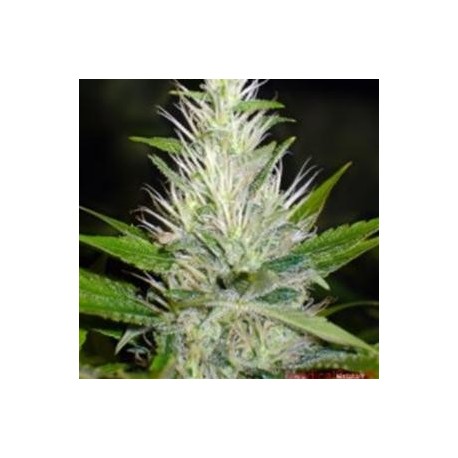 MALAKOFF * MEDICAL SEEDS FEM 3 SEMI 