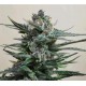 BLUE ACID AUTO *KALASHNIKOV SEEDS 5 SEMI FEM 