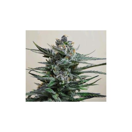 BLUE ACID AUTO *KALASHNIKOV SEEDS 5 SEMI FEM 