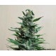 MOSCOW BLUEBERRY AUTO*KALASHNIKOV SEEDS 5 SEMI FEM 