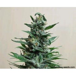 MOSCOW BLUEBERRY AUTO*KALASHNIKOV SEEDS 5 SEMI FEM 