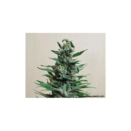 MOSCOW BLUEBERRY AUTO*KALASHNIKOV SEEDS 5 SEMI FEM 