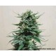 NORTHERN RUSSIAN AUTO* KALASHNIKOV SEEDS 5 SEMI FEM 