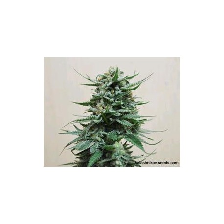 NORTHERN RUSSIAN AUTO* KALASHNIKOV SEEDS 5 SEMI FEM 