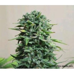 SIBERIAN HAZE AUTO *KALASHNIKOV SEEDS 5 SEMI FEM 