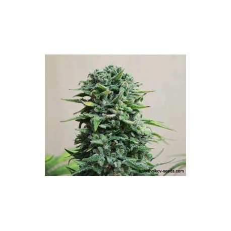 SIBERIAN HAZE AUTO *KALASHNIKOV SEEDS 5 SEMI FEM 