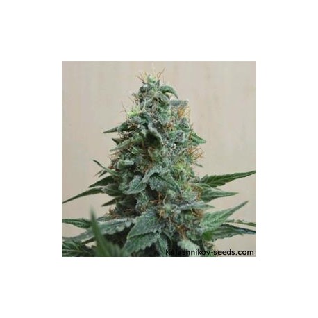 AK KUSH *KALASHNIKOV SEEDS 5 SEMI FEM 